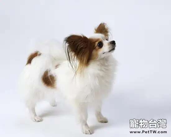 蝴蝶犬得了皮膚病怎麼辦(1圖)-寵物台灣