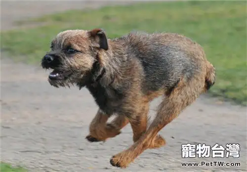邊境梗的形態特徵（1圖）-寵物台灣