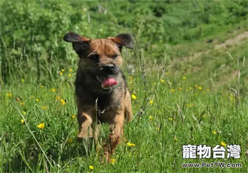 邊境梗的餵食要點