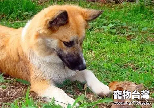 冰島牧羊犬的品種簡介(1圖)-寵物台灣