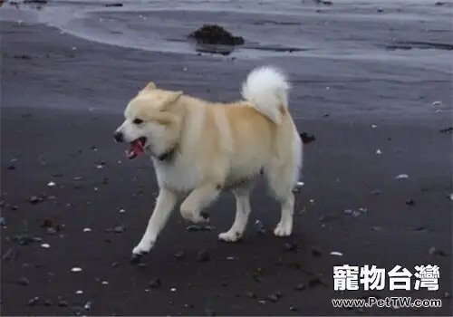 冰島牧羊犬的形態特徵（1圖）-寵物台灣