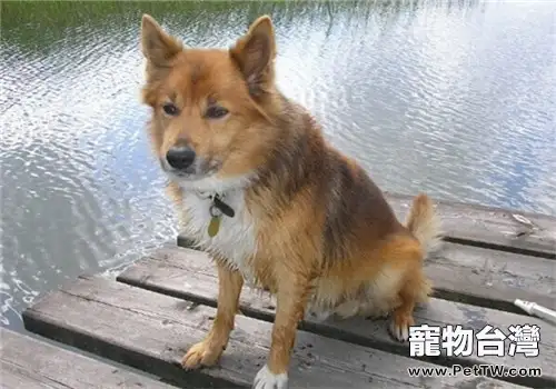 冰島牧羊犬的性格特點