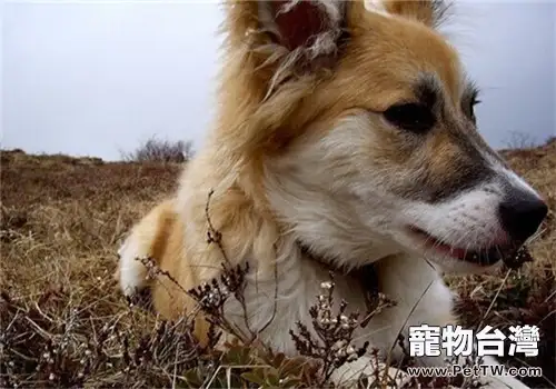 冰島牧羊犬的餵食要點(1圖)-寵物台灣