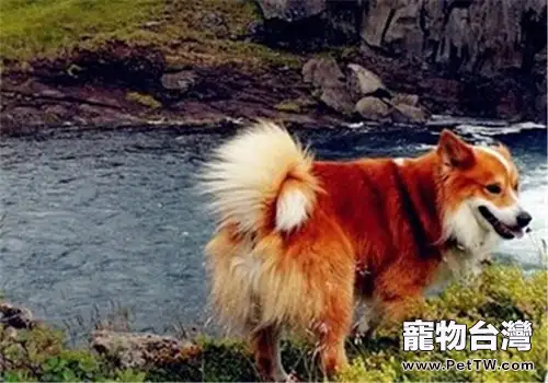 冰島牧羊犬的養護知識(1圖)-寵物台灣
