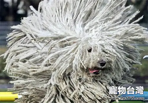 波利犬的品種簡介