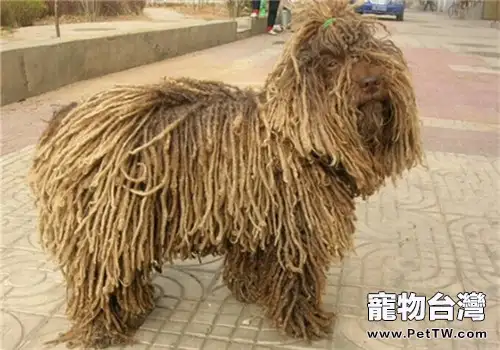 波利犬的性格特點