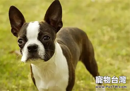 波士頓梗犬的品種簡介(1圖)-寵物台灣