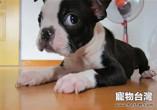波士頓梗犬的形態特徵(1圖)-寵物台灣