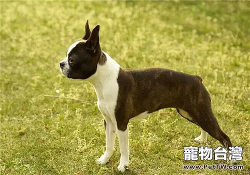波士頓梗犬的性格特點(1圖)-寵物台灣