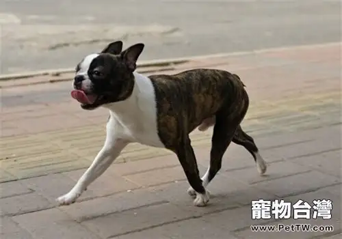 波士頓梗犬的養護知識