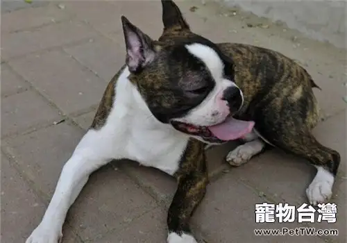 波士頓梗犬的餵食要點