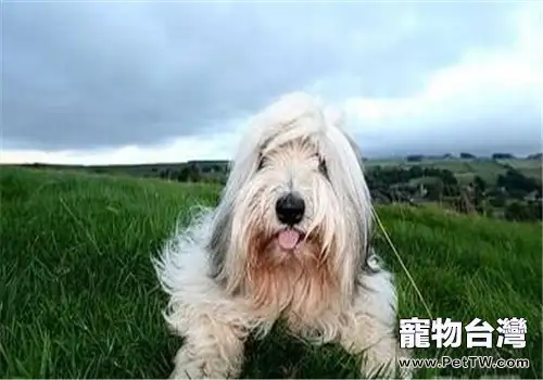 伯瑞犬的品種簡介