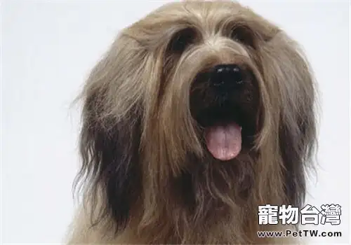 伯瑞犬的形態特徵