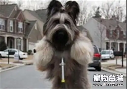 伯瑞犬的性格特點(1圖)-寵物台灣