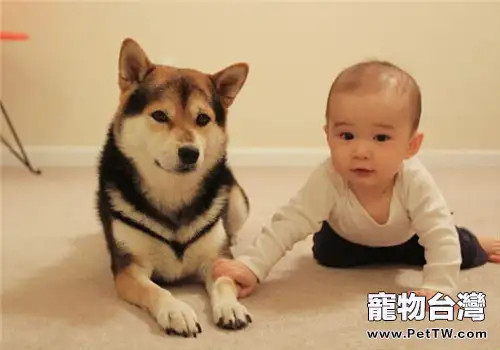 柴犬的品種簡介0(1圖)-寵物台灣