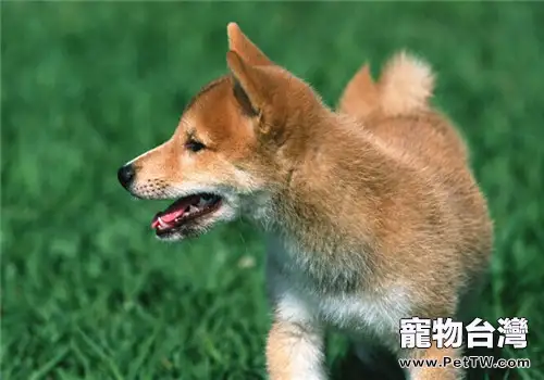 柴犬的養護知識