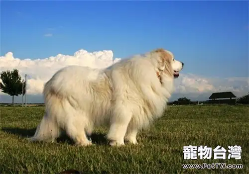 大白熊犬的品種簡介
