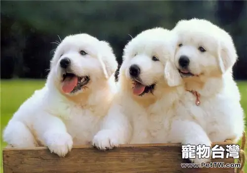 大白熊犬的形態特徵(1圖)-寵物台灣