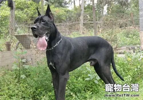 大丹犬的形態特徵