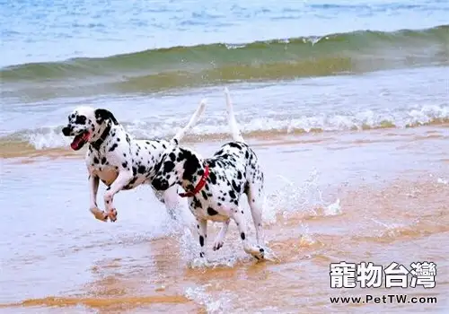 大麥町犬的品種簡介