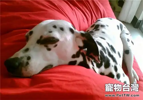 大麥町犬的形態特徵(1圖)-寵物台灣