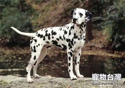 大麥町犬的餵食要點(1圖)-寵物台灣