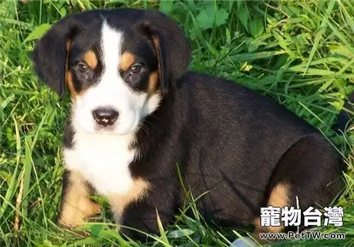 大瑞士山地犬的品種簡介