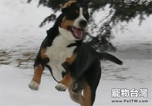 大瑞士山地犬的形態特徵