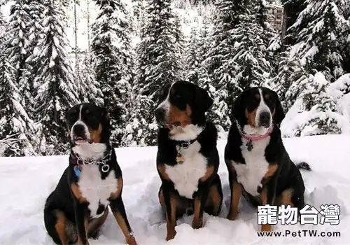 大瑞士山地犬的養護知識