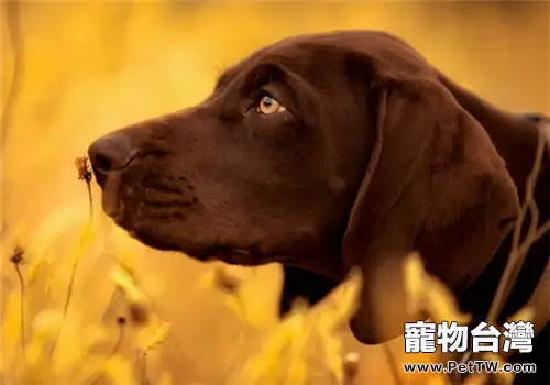 德國短毛指示犬的品種簡介(1圖)-寵物台灣