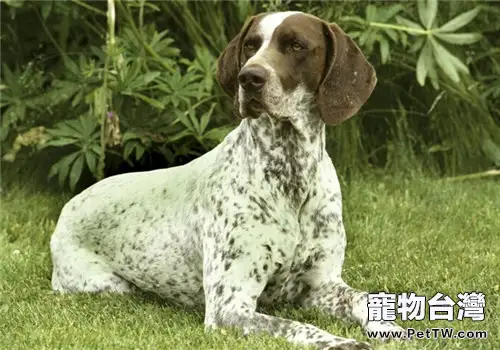 德國短毛指示犬的形態特徵