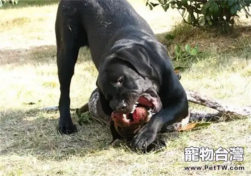 德國短毛指示犬的性格特點