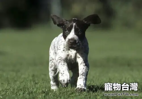 德國短毛指示犬的養護知識