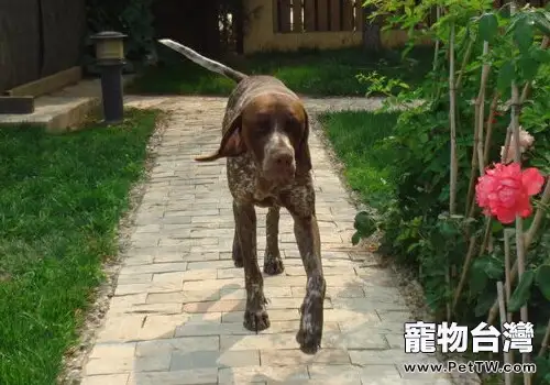德國短毛指示犬的餵食要點（1圖）-寵物台灣