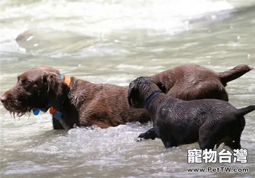 德國剛毛指示犬的品種簡介（1圖）-寵物台灣