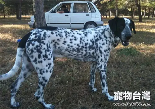 德國剛毛指示犬的形態特徵