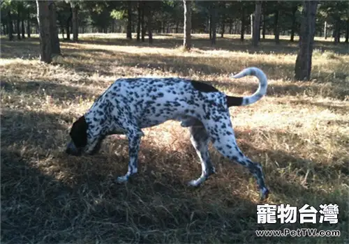 德國剛毛指示犬的性格特點(1圖)-寵物台灣