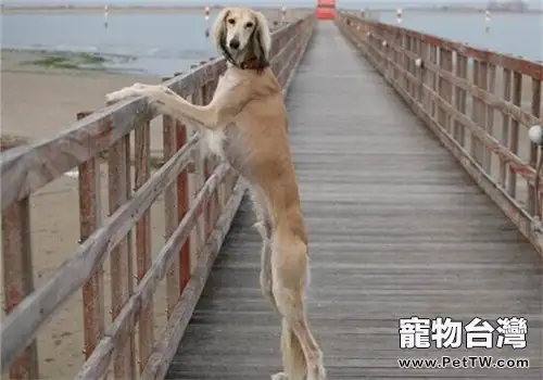 東非獵犬的性格特點