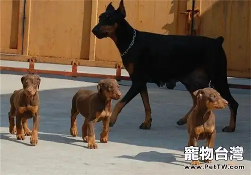 杜賓犬的性格特點