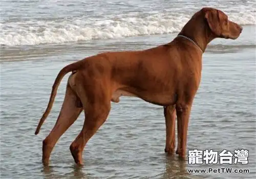 羅得西亞脊背犬的品種簡介