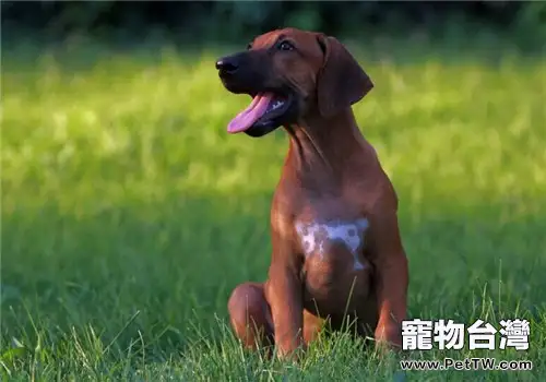 羅得西亞脊背犬的形態特徵