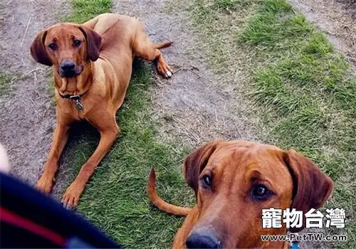 羅得西亞脊背犬的性格特點