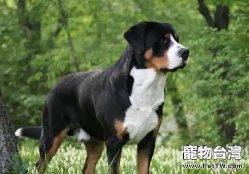 恩特雷布赫山地犬的性格特點(1圖)-寵物台灣