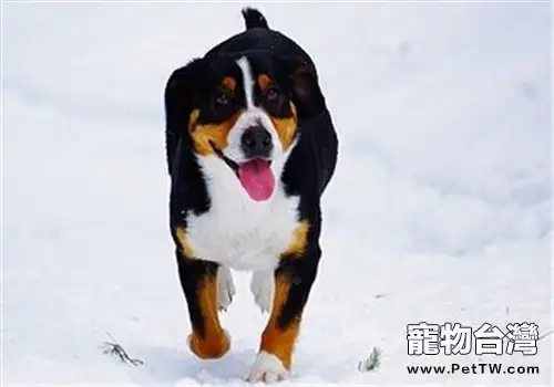 恩特雷布赫山地犬的養護知識