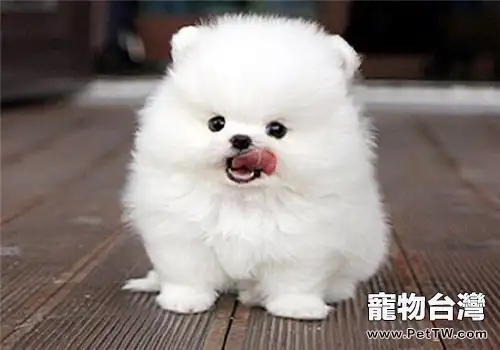 博美 犬(松鼠狗)的餵食要點(1圖)-寵物台灣