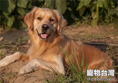 黃金獵犬的餵食要點