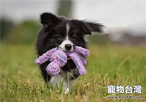 邊境牧羊犬的餵食要點