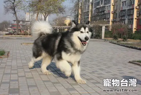 阿拉斯加雪橇犬肢體語言大揭秘 (1圖)-寵物台灣