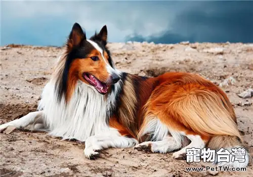 蘇格蘭牧羊犬的餵食要點(1圖)-寵物台灣