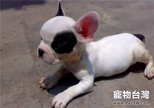 法國鬥牛犬的品種簡介（1圖）-寵物台灣